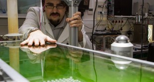 Bio-bitume à base d'algues microscopiques